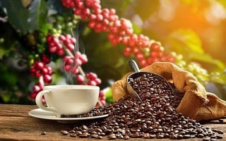 Giá cà phê ngày 19/9: Giảm mạnh ở một số địa phương do chịu tác động từ thị trường thế giới